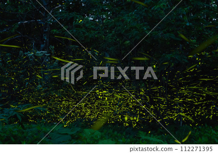 A summer feature: the night sky in the forest and the light trails of fireflies 112271395