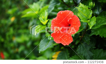 Hibiscus 112271438