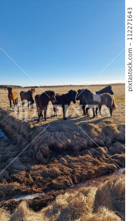 Icelandic wild horses in arctic region, spectacular nordic breed of animals living in herds grazing on fields. Amazing polar landscape and scenery with small horses, scenic route. Icelandic wild horses in arctic region, spectacular nordic breed of animals living in herds grazing on fields. Amazing polar landscape and scenery with small horses, scenic route. 112271643