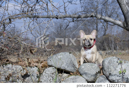 An adorable bulldog dog leans on large rocks and stares intently into the camera while walking in sunny weather. An adorable bulldog dog leans on large rocks and stares intently into the camera while walking in sunny weather. 112271776