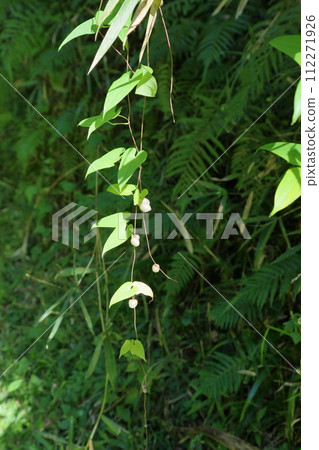 Mukago fruits Mukago fruits 112271926