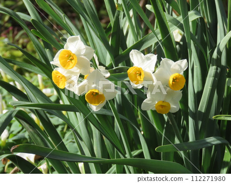 White flowers of a blooming daffodil White flowers of a blooming daffodil 112271980
