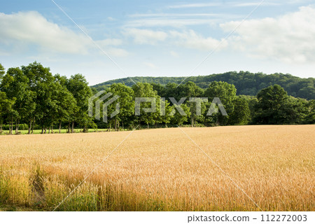 Wheat field full of ripe summer wheat in July, Autumn, Kuromatsunai Town, Hokkaido Wheat field full of ripe summer wheat in July, Autumn, Kuromatsunai Town, Hokkaido 112272003