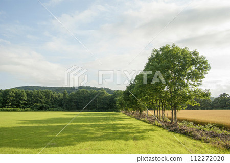 Wheat field full of ripe summer wheat in July, Autumn, Kuromatsunai Town, Hokkaido Wheat field full of ripe summer wheat in July, Autumn, Kuromatsunai Town, Hokkaido 112272020