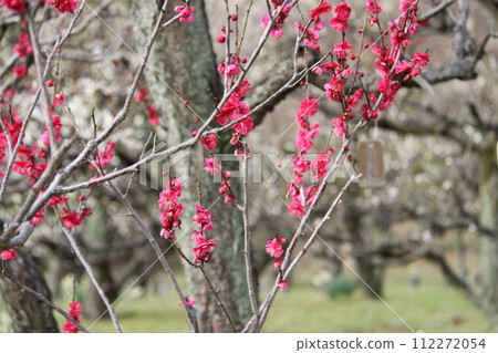 Early spring scenery of Osaka Castle Park with the scent of plum blossoms Early spring scenery of Osaka Castle Park with the scent of plum blossoms 112272054