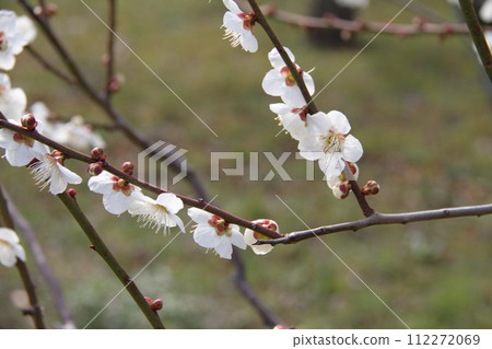 Early spring scenery of Osaka Castle Park with the scent of plum blossoms 112272069