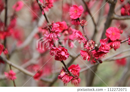 Early spring scenery of Osaka Castle Park with the scent of plum blossoms 112272071