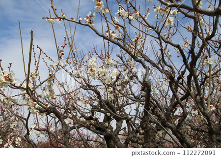 Early spring scenery of Osaka Castle Park with the scent of plum blossoms 112272091