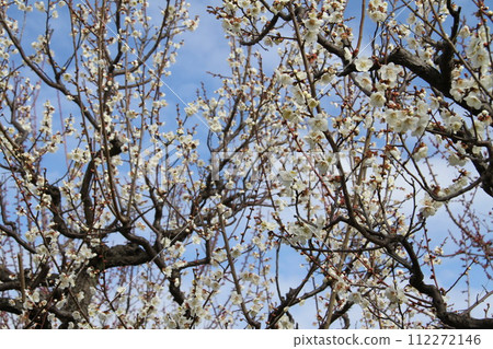 Early spring scenery of Osaka Castle Park with the scent of plum blossoms 112272146
