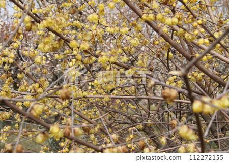 Early spring scenery of Osaka Castle Park with the scent of plum blossoms Early spring scenery of Osaka Castle Park with the scent of plum blossoms 112272155