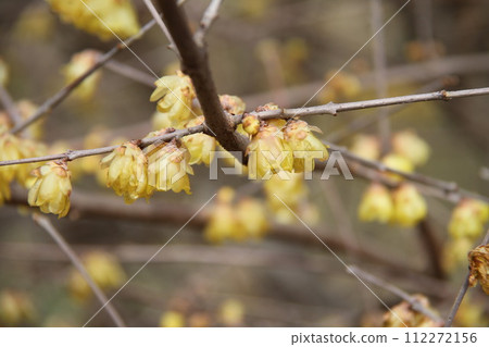 Early spring scenery of Osaka Castle Park with the scent of plum blossoms 112272156