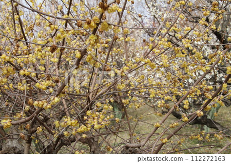 Early spring scenery of Osaka Castle Park with the scent of plum blossoms Early spring scenery of Osaka Castle Park with the scent of plum blossoms 112272163
