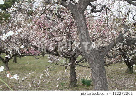 梅花飄香的大阪城公園早春景色 梅花飄香的大阪城公園早春景色 112272201
