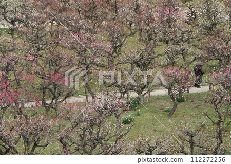 Early spring scenery of Osaka Castle Park with the scent of plum blossoms 112272256