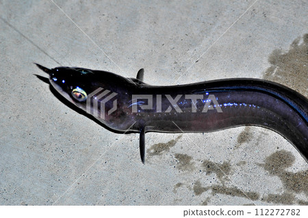 I caught a black eel while fishing at night. 112272782