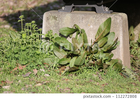 Creaky leaves growing in the field 112272808