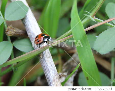 Nanafoshi ladybird perched on a leaf on the ground 112272941