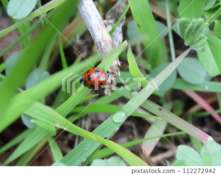 Nanafoshi ladybird perched on a leaf on the ground 112272942
