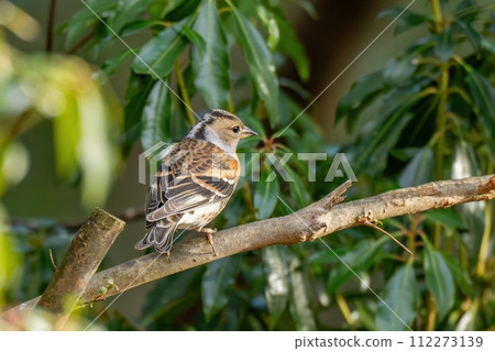 A female Atori relaxing on her favorite branch A female Atori relaxing on her favorite branch 112273139
