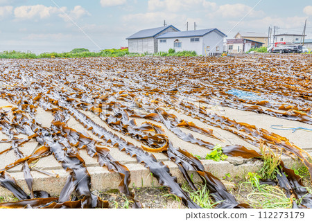 Hokkaido kelp being dried 112273179
