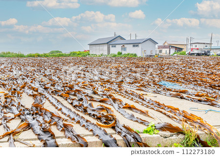 Hokkaido kelp being dried 112273180