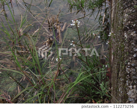 稻田裡盛開的白色蓴花 稻田裡盛開的白色蓴花 112273256