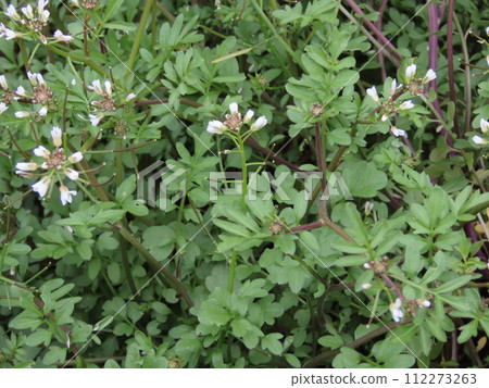 稻田裡盛開的白色蓴花 112273263