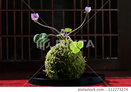 深色背景的格子窗和種植淺紫色雪花蓮的苔蘚球 112273274