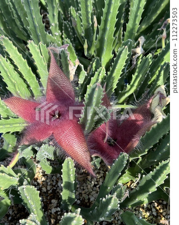 Stapelia, rhinoceros horn flower, Stapelia hirsuta 112273503