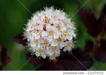 America Temari Shimotsuke 112273513