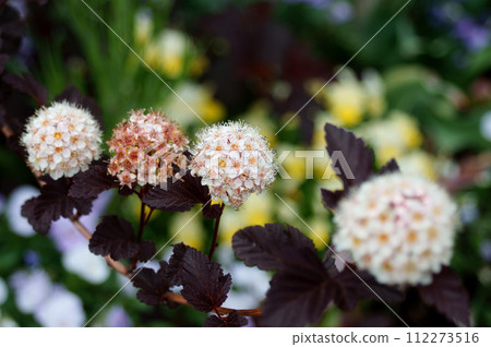 America Temari Shimotsuke 112273516