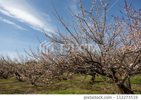 Minogo Bairin Gunma Prefecture Minogo Bairin Gunma Prefecture 112273519