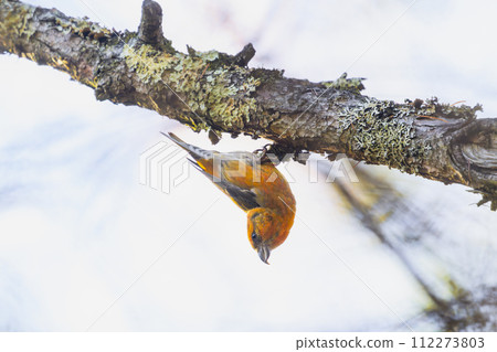 Male Isca hanging from a branch 112273803