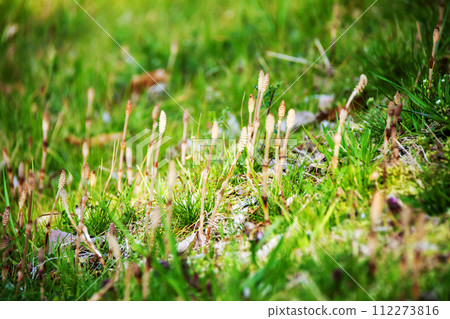 Horsetail that announces the arrival of spring Horsetail that announces the arrival of spring 112273816