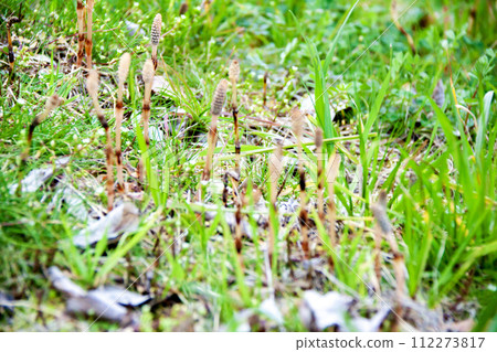 Horsetail that announces the arrival of spring Horsetail that announces the arrival of spring 112273817