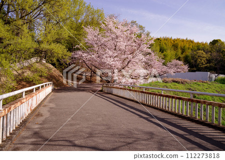 Osaka Hattori Ryokuchi, Kojika Bridge and cherry blossoms Osaka Hattori Ryokuchi, Kojika Bridge and cherry blossoms 112273818