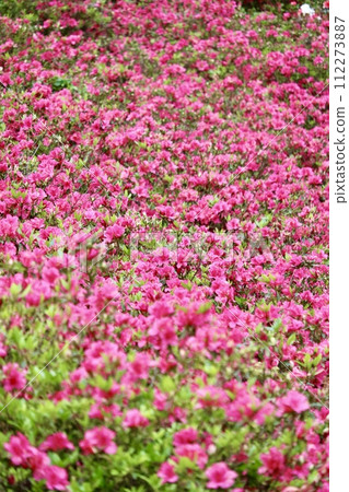 Pink azaleas blooming all over① 112273887