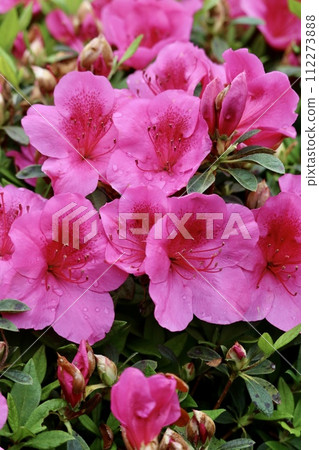 Azalea wet with rain Azalea wet with rain 112273888