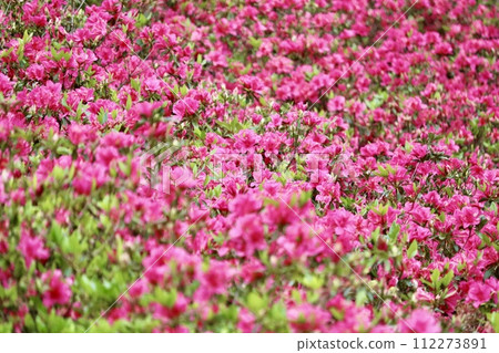粉紅杜鵑花開滿地➁ 粉紅杜鵑花開滿地➁ 112273891