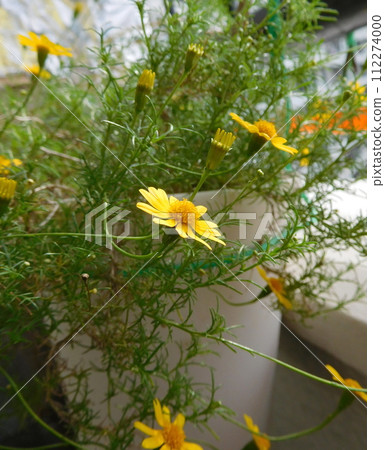 yellow dahlberg daisy flower yellow dahlberg daisy flower 112274000