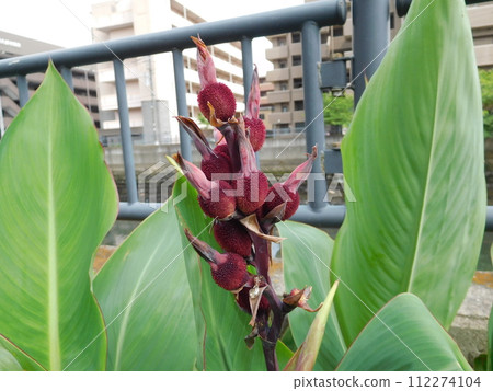 花果 112274104