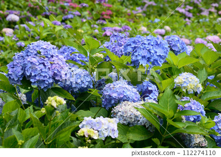 Kitaibaraki Hydrangea Forest 2023-6-25 #71 Kitaibaraki Hydrangea Forest 2023-6-25 #71 112274110
