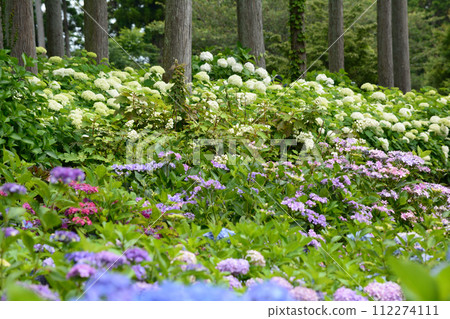 Kitaibaraki Hydrangea Forest 2023-6-25 #72 Kitaibaraki Hydrangea Forest 2023-6-25 #72 112274111