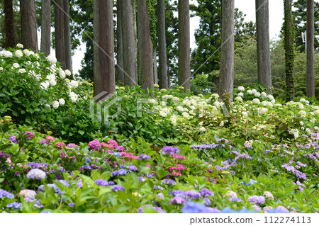 Kitaibaraki Hydrangea Forest 2023-6-25 #73 112274113