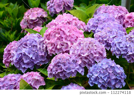 北茨城繡球花林 2023-6-25 #77 北茨城繡球花林 2023-6-25 #77 112274118