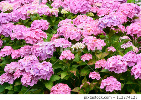 北茨城繡球花林 2023年6月25日#80 北茨城繡球花林 2023年6月25日#80 112274123