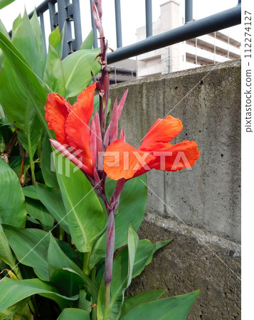orange hanakanna orange hanakanna 112274127