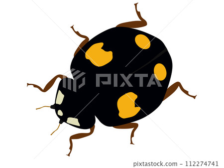 有益昆蟲「奈米瓢蟲」四紋，黑底四黃斑紋，朝下，對角線 112274741