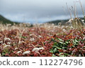 Mountain plants 112274796