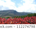 Mountain plants 112274798